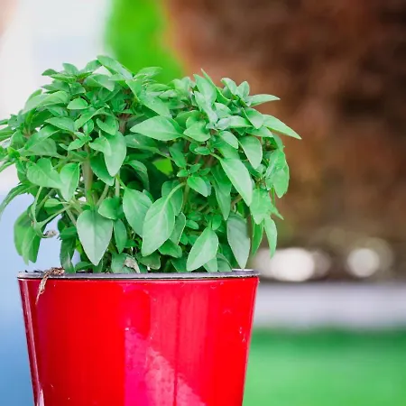 Renaissance Holidays 펜션 Nea Kallikrateia